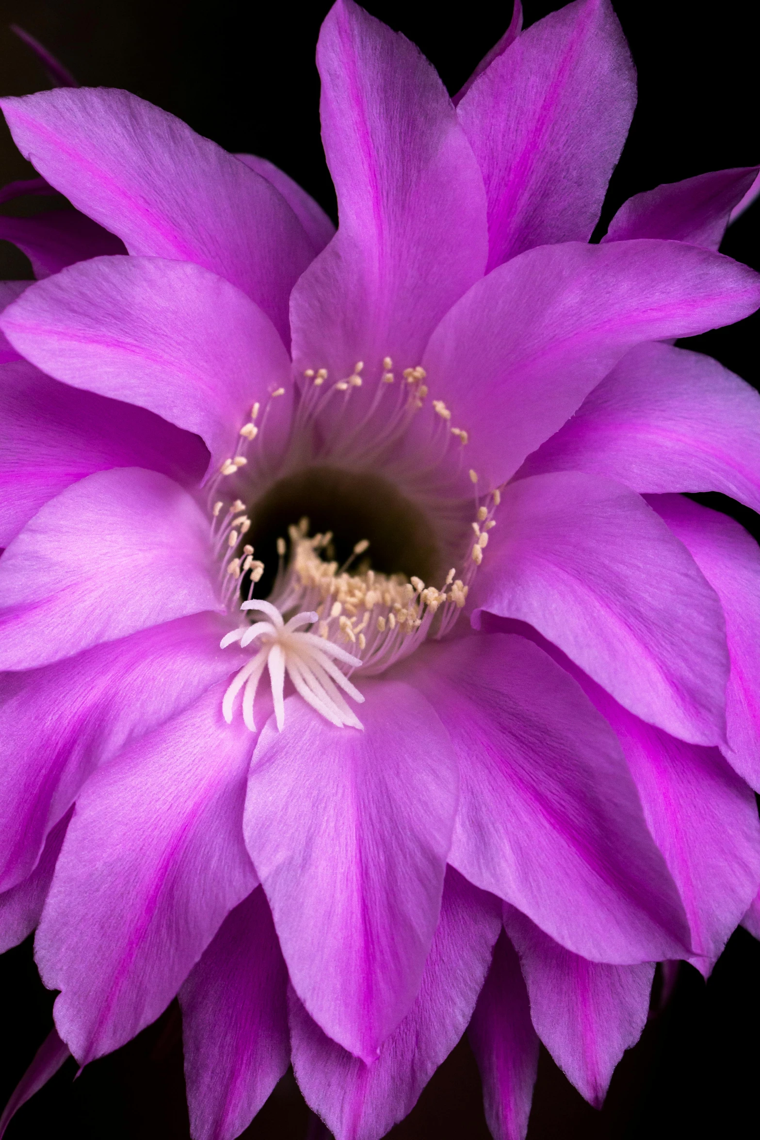 a close up of a purple flower on a black background, a macro photograph, by artist, photorealism, cactus, pink, do