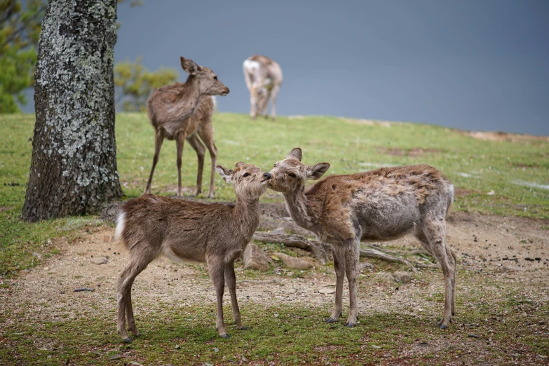 a herd of deer standing on top of a lush green hillside, pexels contest winner, figuration libre, kissing, in karuizawa, grey, trio