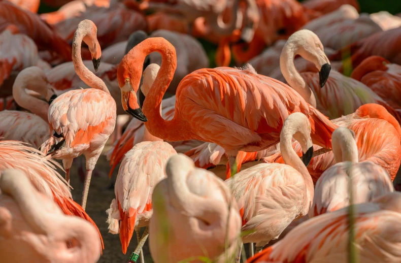 a large group of flamingos standing next to each other, up-close, pink and orange, colour photo, illustration »