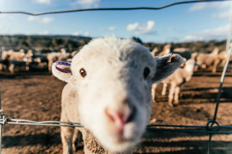 a close up of a sheep behind a fence, trending on pexels, happening, lachlan bailey, ready to eat, super cute and friendly, aaaaaaaaaaaaaaaaaaaaaa