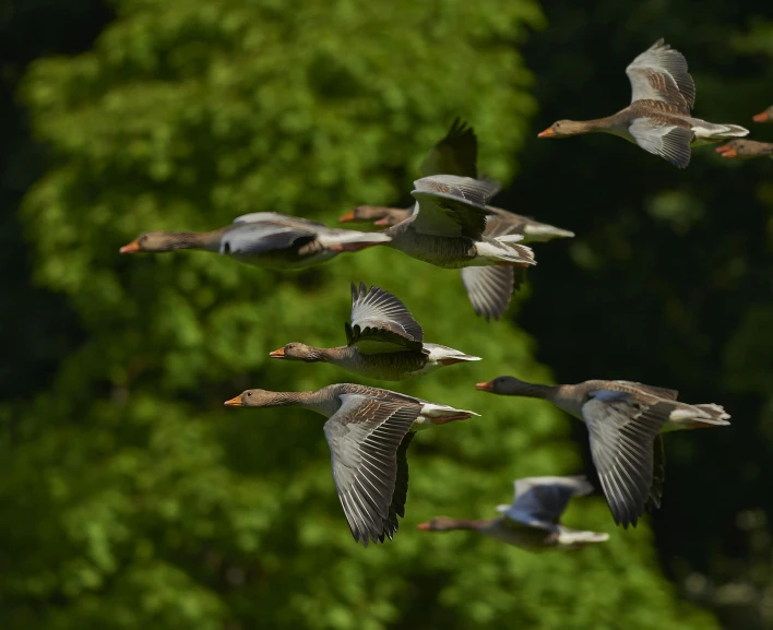 a flock of ducks flying over a lush green forest, pexels contest winner, hurufiyya, goose, grey, thumbnail, 8 0 mm photo