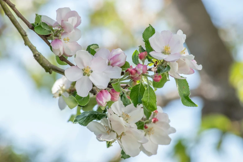 a branch of an apple tree with white and pink flowers, inspired by Frederick Goodall, unsplash, prizewinning, crisp and sharp, multicoloured, no cropping