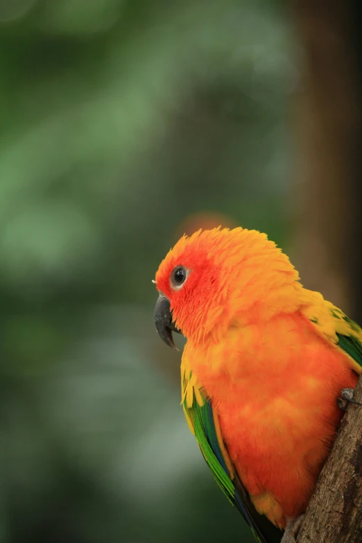 a colorful bird sitting on top of a tree branch, orange fluffy belly, scarlet emerald, deep in thought, parrot