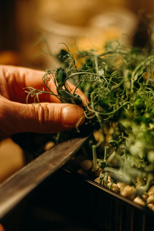 a person cutting a plant with a knife, chefs table, rose of jericho, zoomed in, botanicals