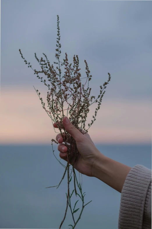 a person holding a bunch of flowers in front of a body of water, unsplash, dried herbs, dusk sky, seaside, harvest