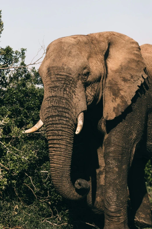 an elephant that is standing in the grass, up-close, baobab trees, slide show, strong jawline