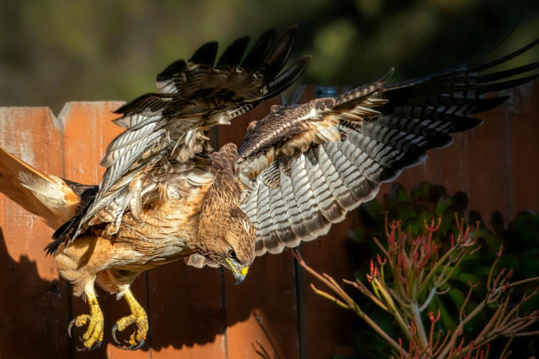 a hawk landing on top of a wooden fence, by Arnie Swekel, pexels contest winner, hurufiyya, chicken feather armor, raptors, full frame image