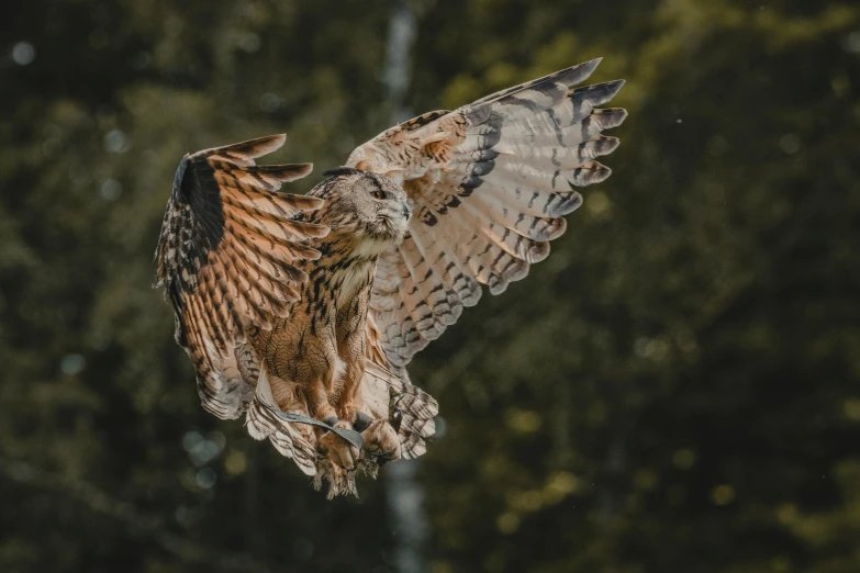 an owl that is flying in the air, by Matija Jama, pexels contest winner, hurufiyya, 🦩🪐🐞👩🏻🦳, brown, high detailed photo, grey