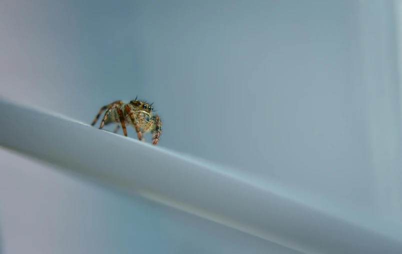 a spider sitting on top of a white pipe, a macro photograph, unsplash, standing on a shelf, high res photograph, 4k', mixed art