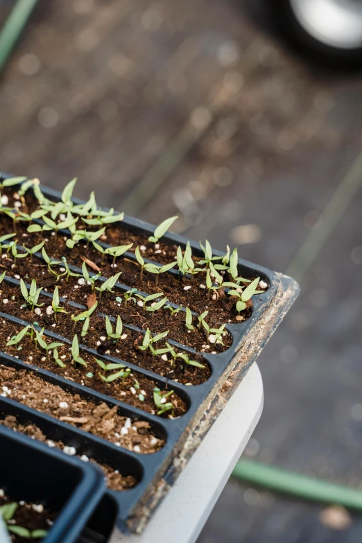 a close up of a person holding a tray of seedlings, by Jessie Algie, differential growth, battered, top lid, multi-part