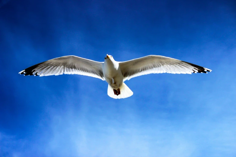 a white bird flying through a blue sky, pexels contest winner, open wings, looking up at camera, museum quality photo, ready to eat