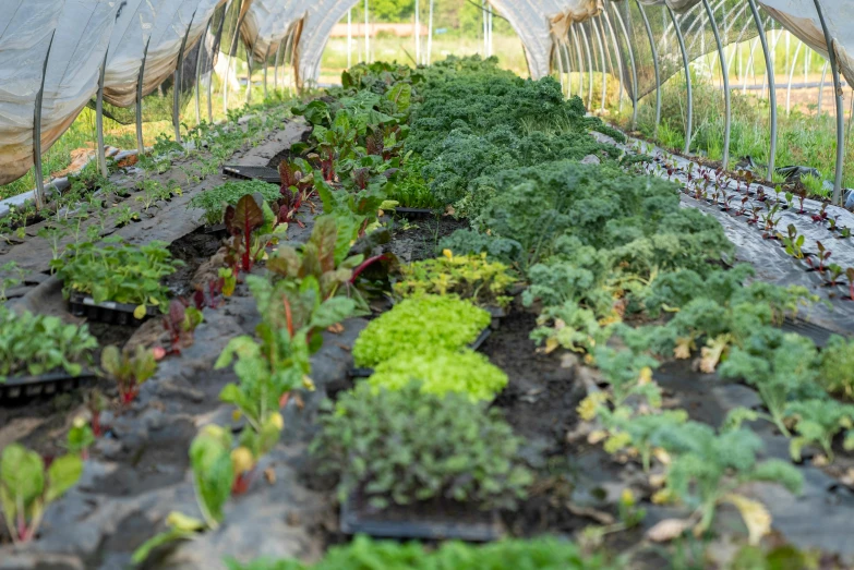 a greenhouse filled with lots of different types of vegetables, a portrait, greens), lined up horizontally, ariel perez, ecovillage