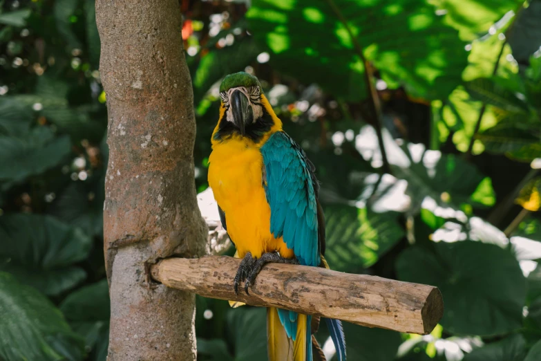 a colorful bird sitting on top of a tree branch, posing for a picture