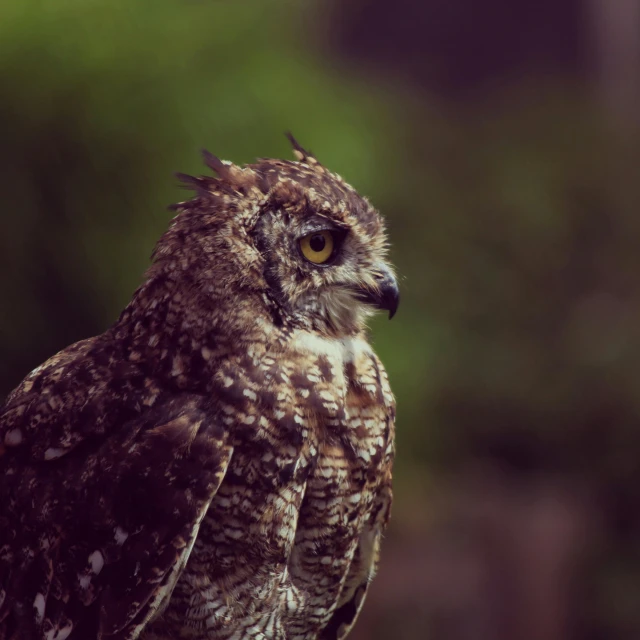 a brown and white owl sitting on top of a tree stump, pexels contest winner, high textured, close - up profile, ::