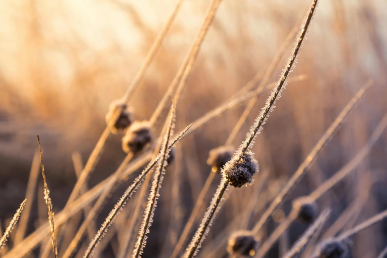 a close up of a plant with frost on it, trending on pexels, tonalism, golden grasslands, brown, golden hour photo, flowers