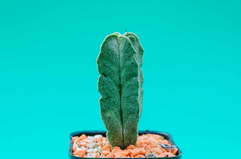 a close up of a cactus plant in a pot, an album cover, inspired by Candido Bido, unsplash, art nouveau, tooth wu : : quixel megascans, frontal pose, cyan, shot on sony a 7 iii