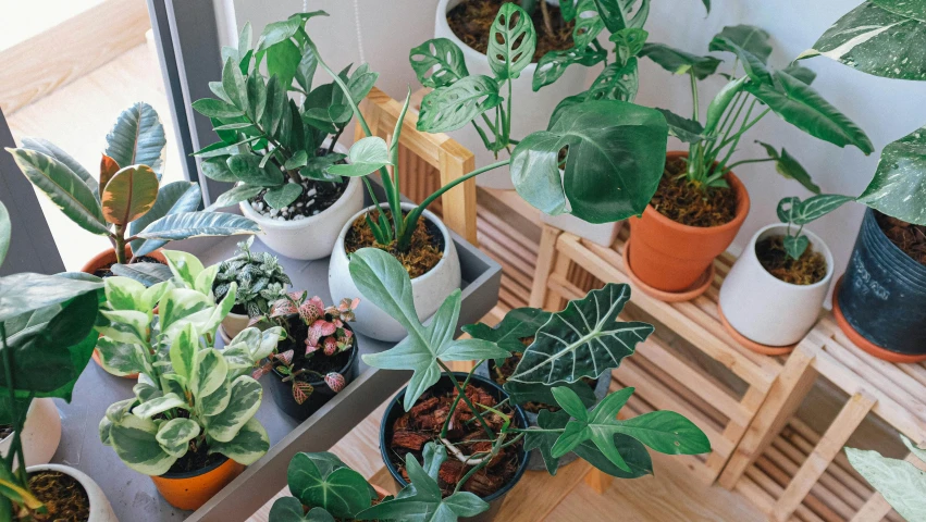 a shelf filled with lots of potted plants, a still life, trending on unsplash, big leaves and large dragonflies, high - angle view, group of seven, indoor lab scene