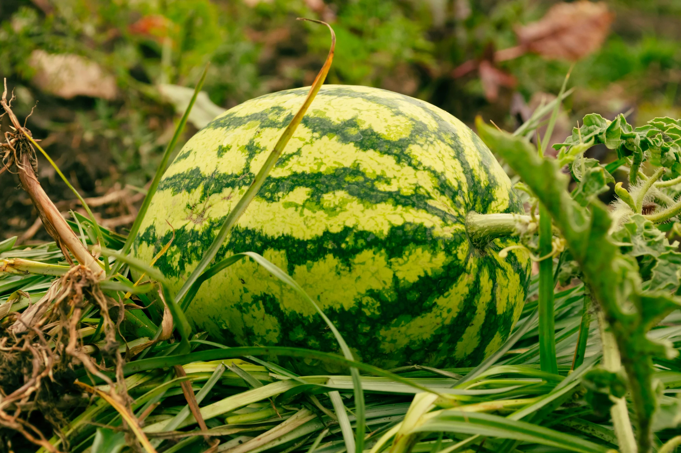 a watermelon that is sitting in the grass, striped, close up of iwakura lain, dezeen, hay