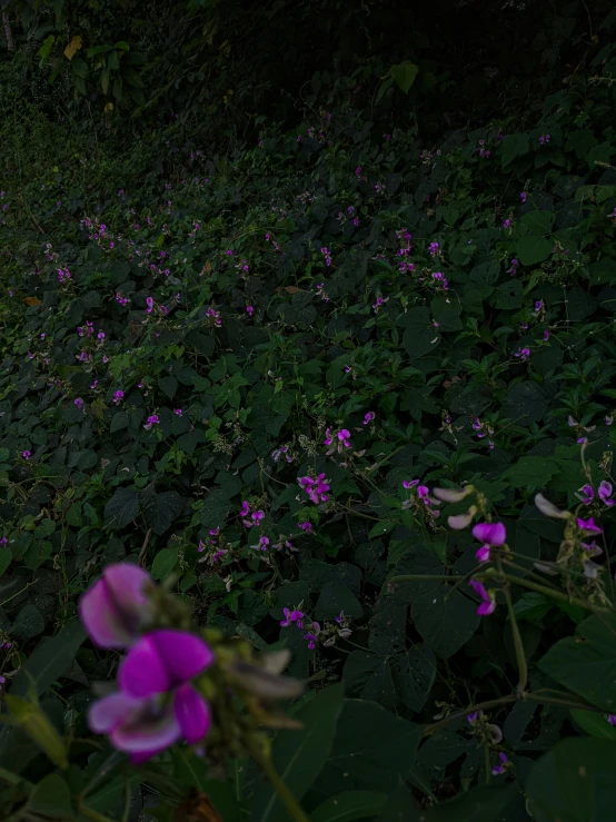 a fire hydrant sitting in the middle of a lush green field, inspired by Elsa Bleda, unsplash, scattered glowing pink fireflies, overgrown with thick orchids, 8 k. volumetric lighting. dark, overgrown ivy plants