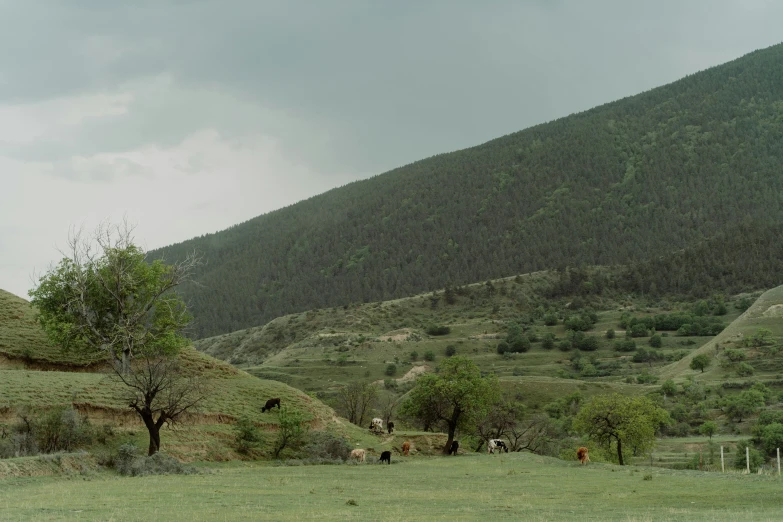 a herd of cattle grazing on a lush green hillside, by Muggur, unsplash contest winner, les nabis, gray sky, turkey, 2000s photo, trees. wide view