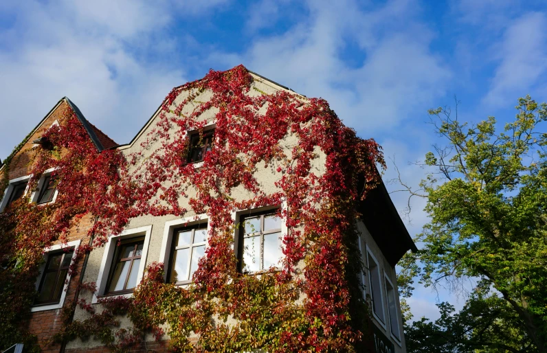 a building with vines growing on the side of it, inspired by Mihály Munkácsy, pexels contest winner, red leaves, at home, flowery cottage, sunny sky