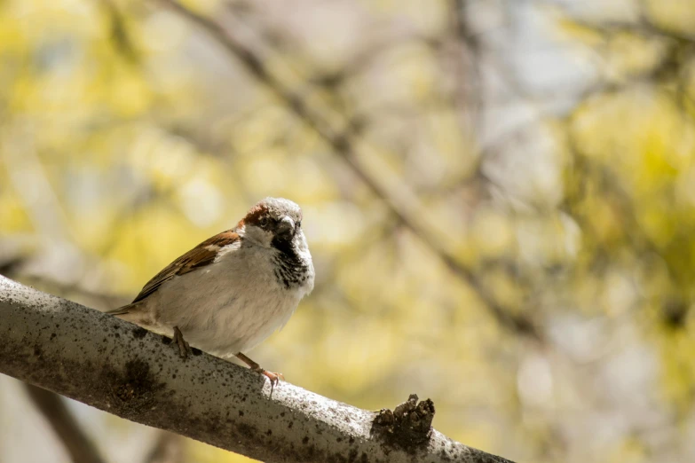a small bird sitting on top of a tree branch, a portrait, pexels contest winner, arabesque, sparrows, white, brown, midday photograph