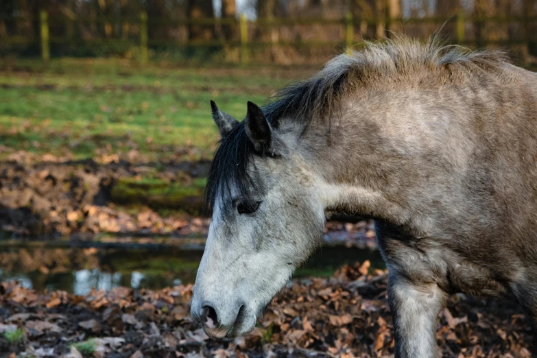 a horse that is standing in the dirt, by Jan Tengnagel, pexels contest winner, in a woodland glade, drinking, grey, years old