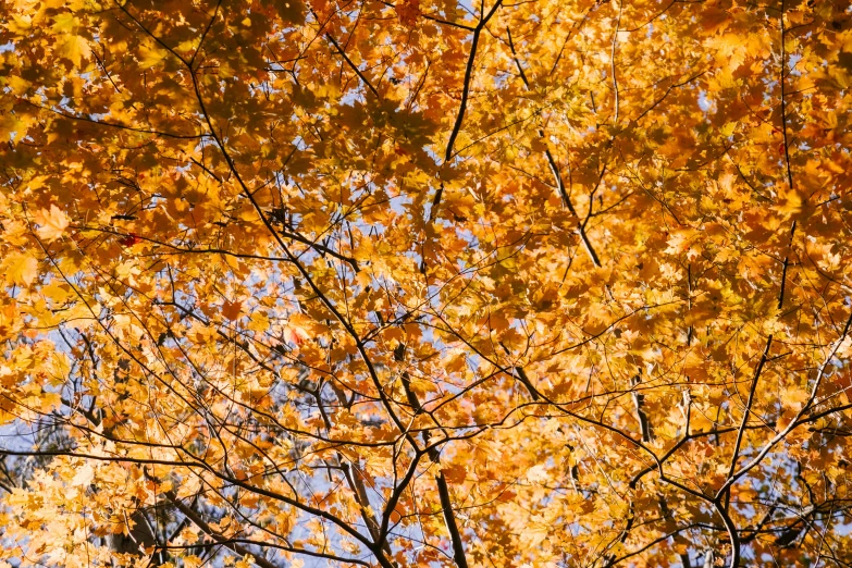 a tree with yellow leaves against a blue sky, pexels, fine art, bright orange camp fire, shot on hasselblad, kaleidoscopic, new hampshire