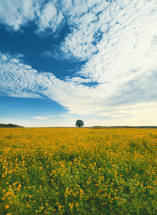 a field of yellow flowers under a blue sky, unsplash, single tree, an australian summer landscape, where a large