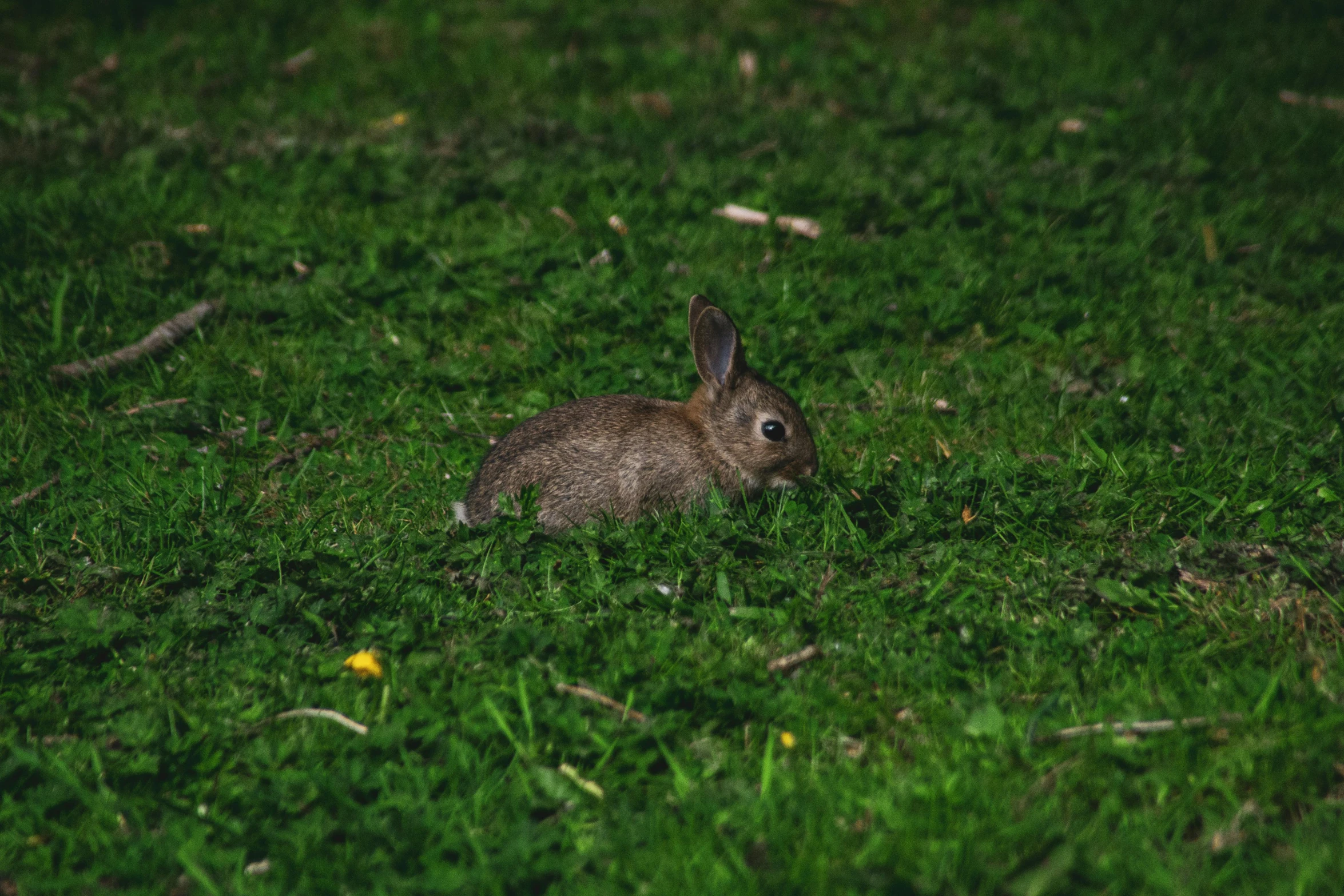 a rabbit that is sitting in the grass, during the night, on a green lawn