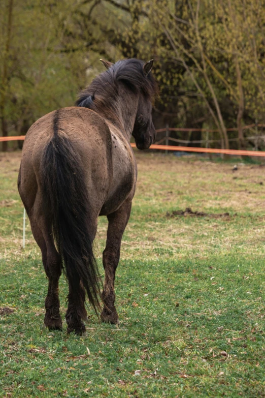 a brown horse standing on top of a lush green field, pony facing away, wild black hair, in an arena, taken in the early 2020s