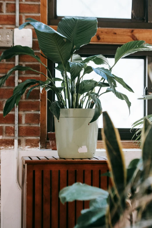 a potted plant sitting on top of a wooden table next to a window, by Carey Morris, unsplash, with celadon glaze, soft vinyl, detailed product image, tall