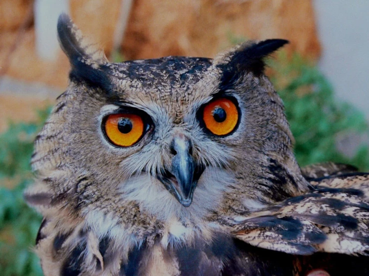 a close up of an owl with orange eyes, 🦩🪐🐞👩🏻🦳, tourist photo, taken in the late 2000s, featured