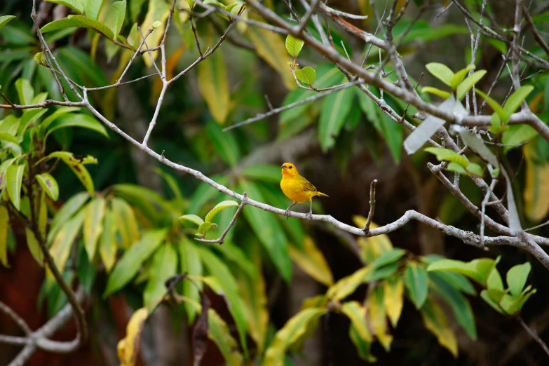a yellow bird sitting on top of a tree branch, unsplash, hurufiyya, in a jungle environment, yellow-orange, cottage hippie naturalist, sri lanka