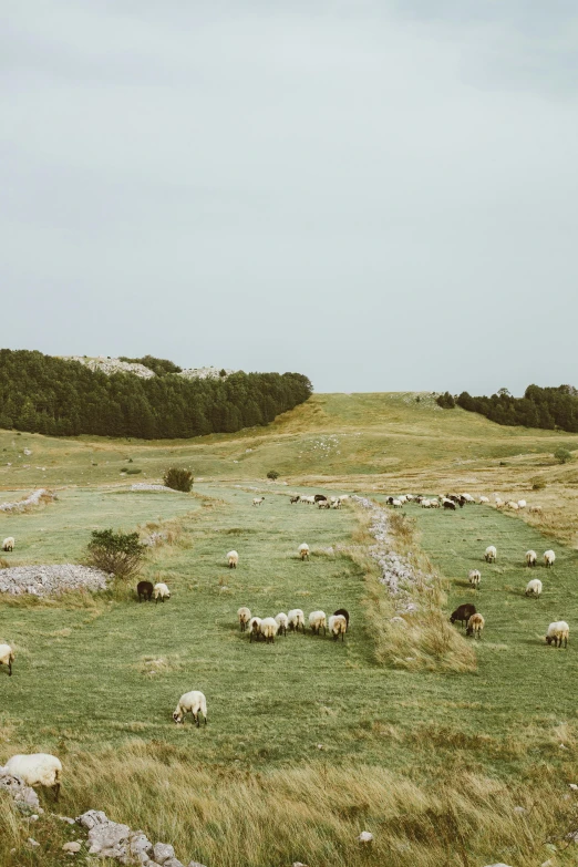 a herd of sheep grazing on a lush green field, by Elsa Bleda, land art, low quality photo, limestone, tourist photo, jovana rikalo