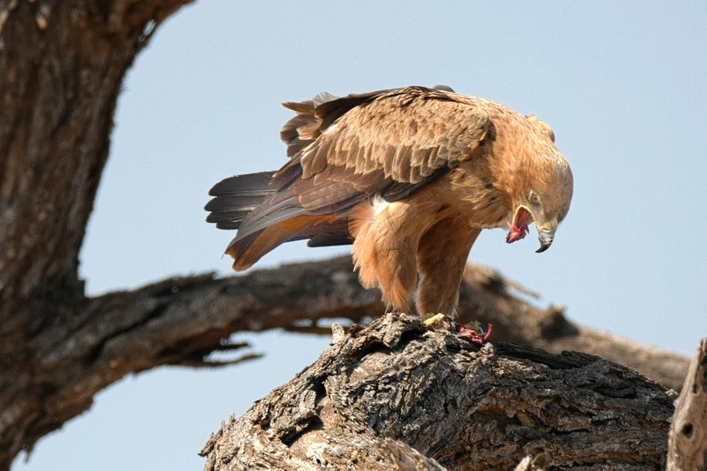 a large bird sitting on top of a tree branch, by Dietmar Damerau, pexels contest winner, hurufiyya, king of the desert, eagle eat snake, slide show, female gigachad