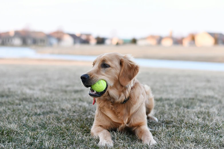 a dog laying in the grass with a tennis ball in its mouth, unsplash, baseball, a blond, various posed, feature