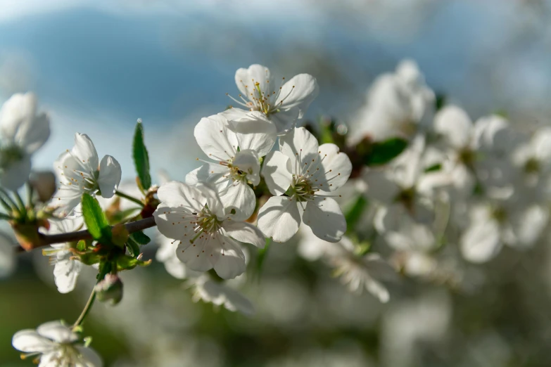 a close up of some white flowers on a tree, by Joan Ayling, pexels contest winner, cherry explosion, early morning mood, today\'s featured photograph 4k, highly polished