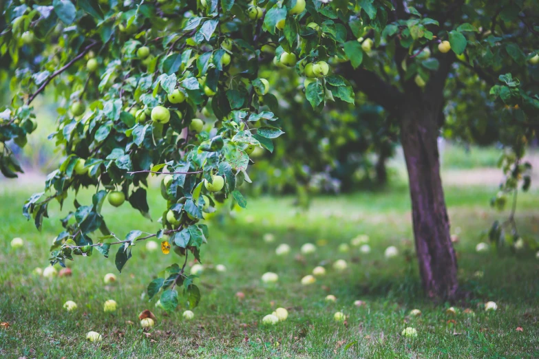 a tree filled with lots of green apples, by Julia Pishtar, unsplash, renaissance, lawn, 🐿🍸🍋, lemons on the ground, thumbnail