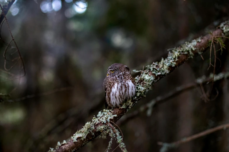 a small owl sitting on top of a tree branch, by Jessie Algie, unsplash contest winner, hurufiyya, in deep forest, victoria siemer, grey, off camera flash