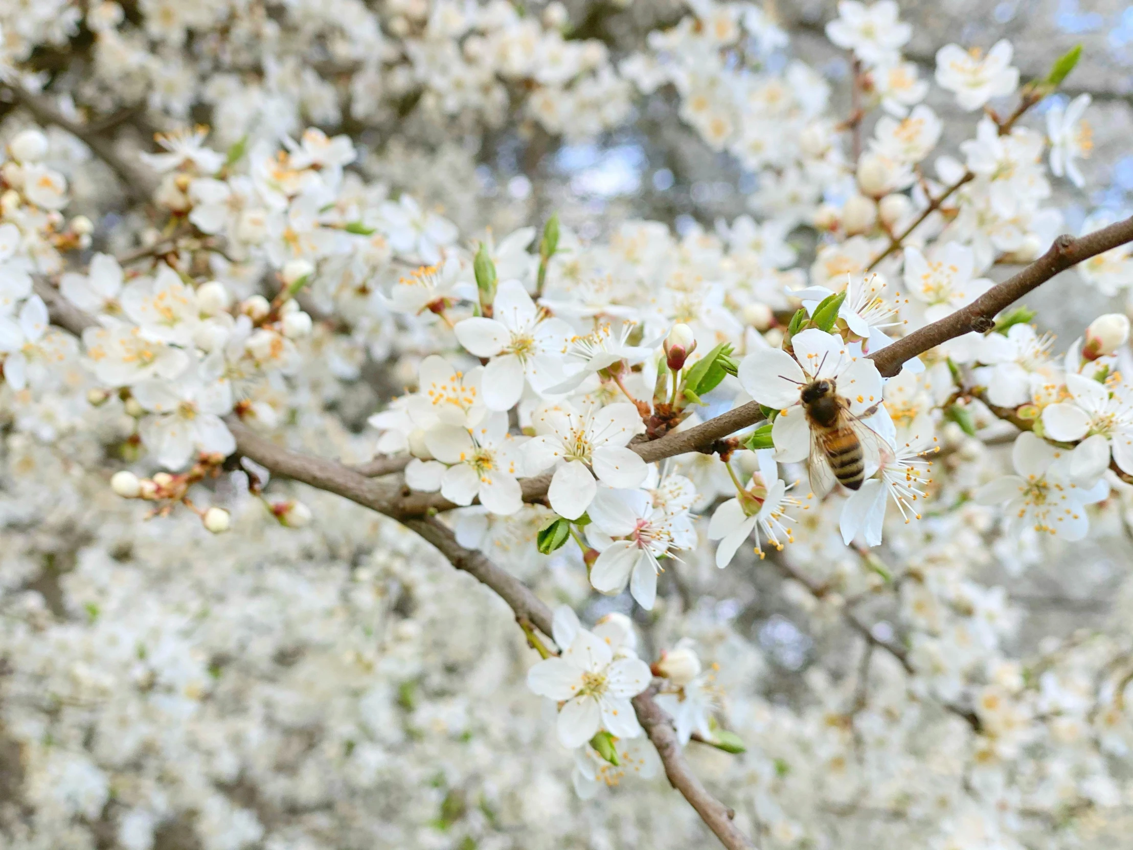 a bee on a white flowered tree branch, by Emma Andijewska, pexels, with fruit trees, 🐿🍸🍋, instagram post, 1792