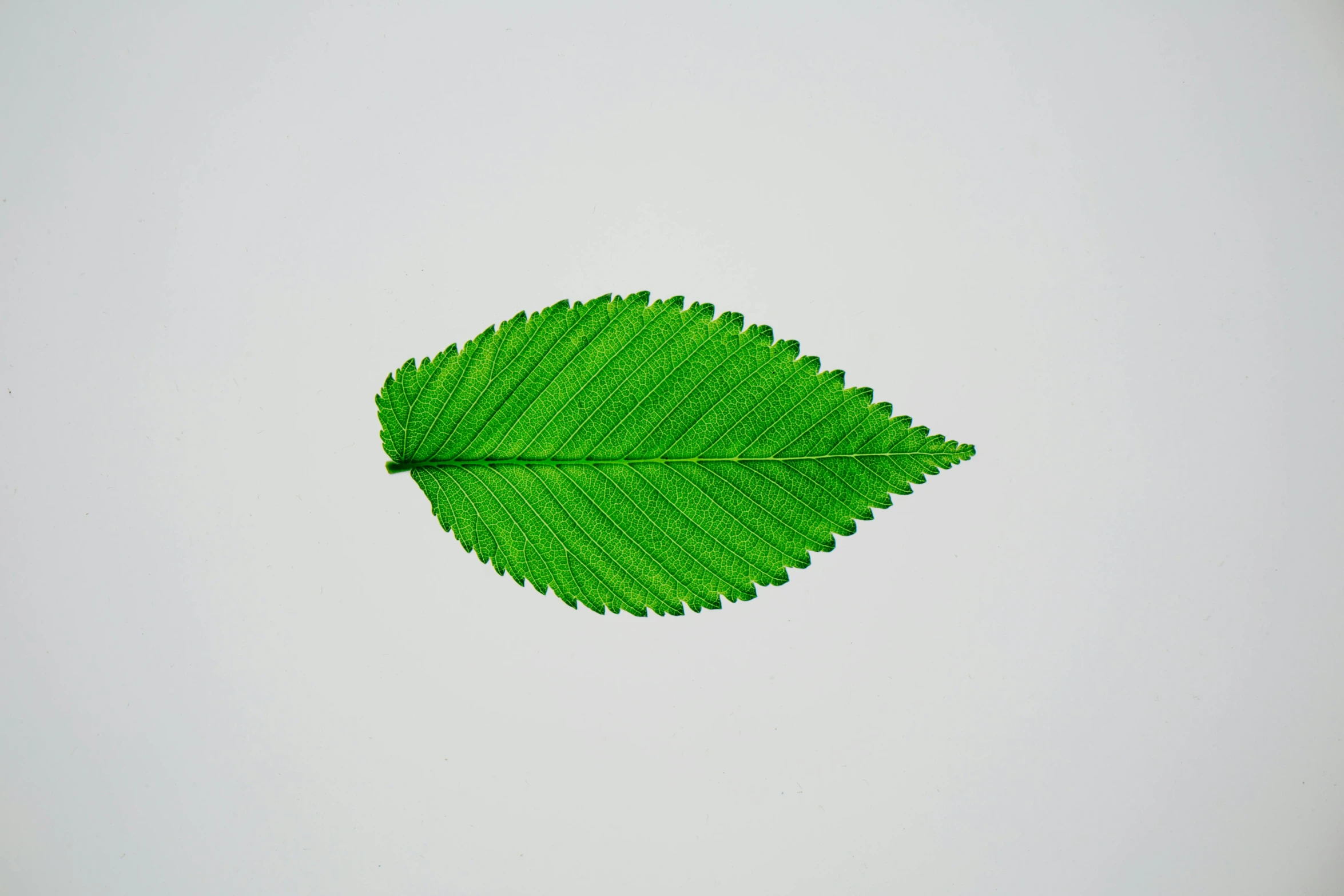 a close up of a leaf on a white surface, an album cover, lineless, pbr material, an ai generated image, mint