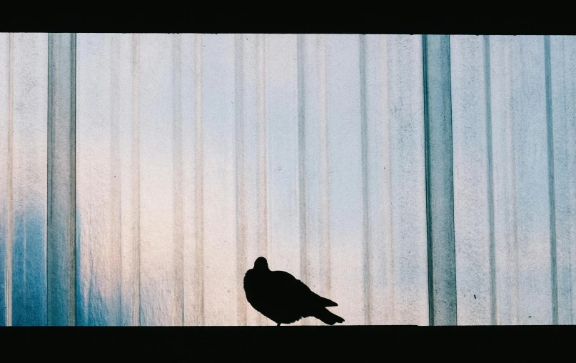a black bird sitting on top of a window sill, inspired by Elsa Bleda, unsplash contest winner, postminimalism, video still, doves : : rococo, sittin, super 8mm photograph