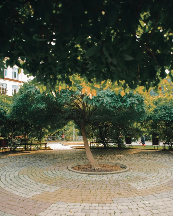 a tree that is sitting in the middle of a circle, unsplash, paris school, courtyard walkway, well shaded, no cropping, squares