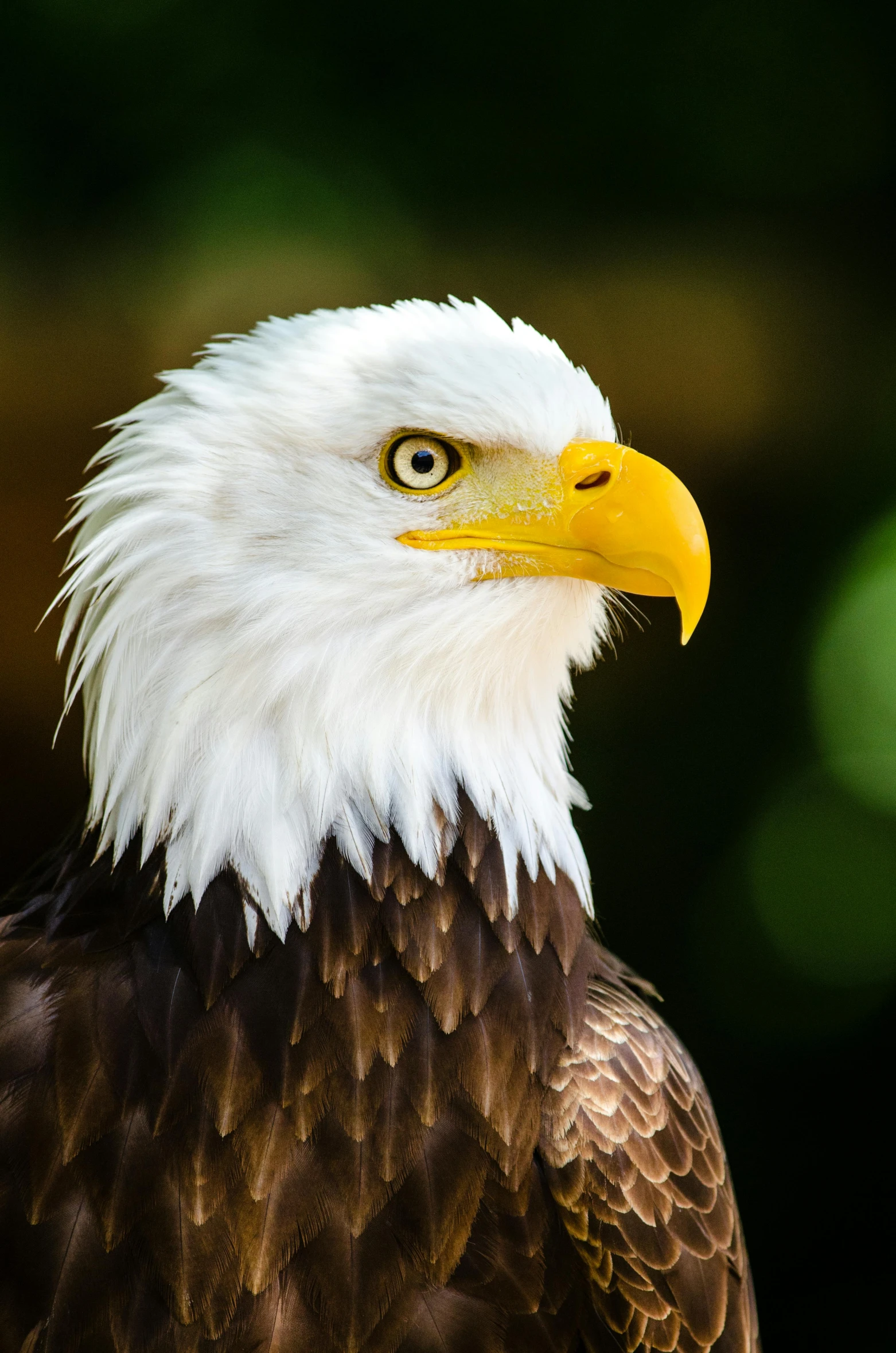 a close up of a bald eagle with a blurry background, pexels contest winner, white eagle icon, profile image, usa-sep 20, regal pose