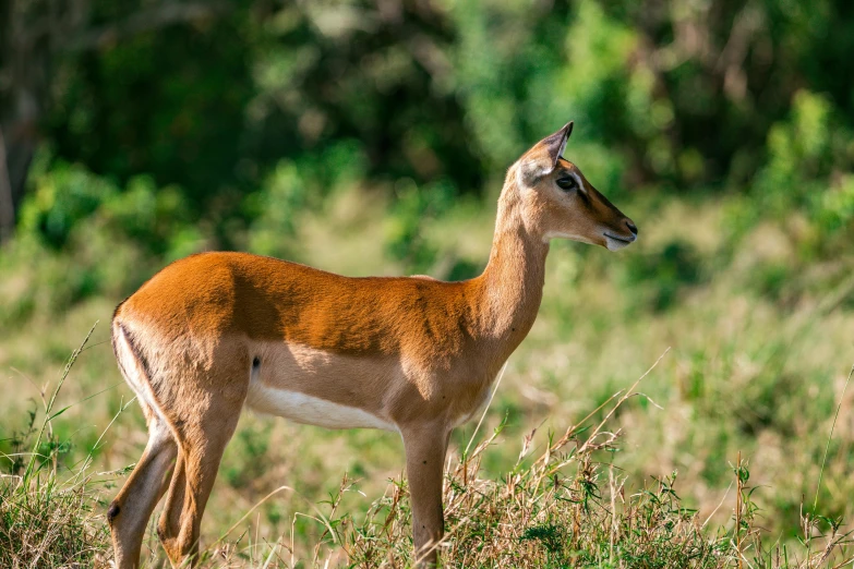 a small antelope standing in a grassy field, pexels contest winner, hurufiyya, jamaica, instagram post, sri lanka, high quality image”
