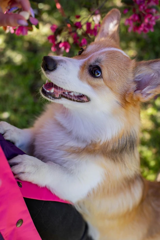 a brown and white dog sitting on top of a person's lap, pexels contest winner, corgi with [ angelic wings ]!!, big pink eyes, dynamic closeup, having a picnic