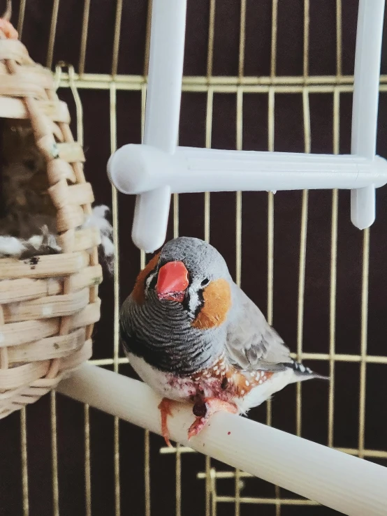 a close up of a bird in a cage, inspired by Paul Bird, trending on pexels, mingei, holding a pudica pose, food, grey orange, 🦩🪐🐞👩🏻🦳