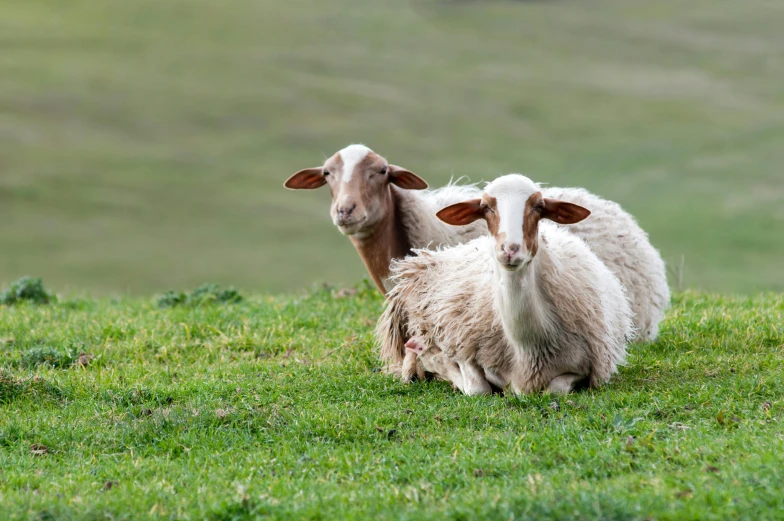 a couple of sheep standing on top of a lush green field, slide show, local conspirologist, fan favorite, grey