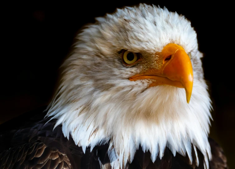 a close up of a bald eagle with a black background, pexels contest winner, 🦩🪐🐞👩🏻🦳, with a white muzzle, closeup of an adorable, a wooden